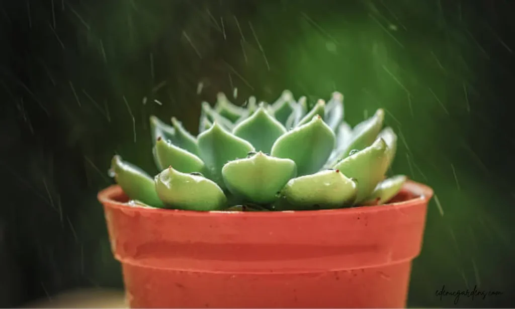 watering the