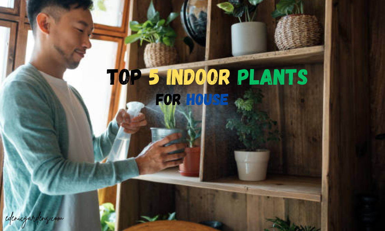 Indoor House Plants