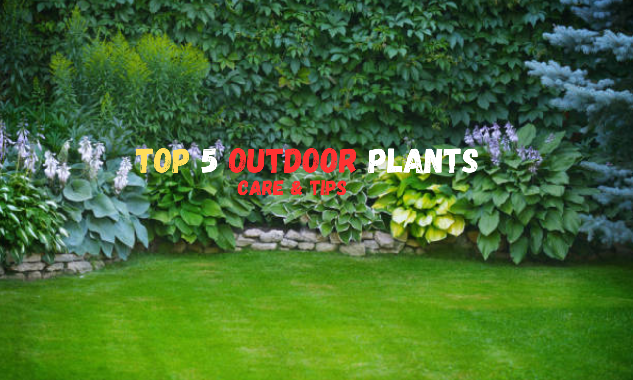 Outdoor Plants