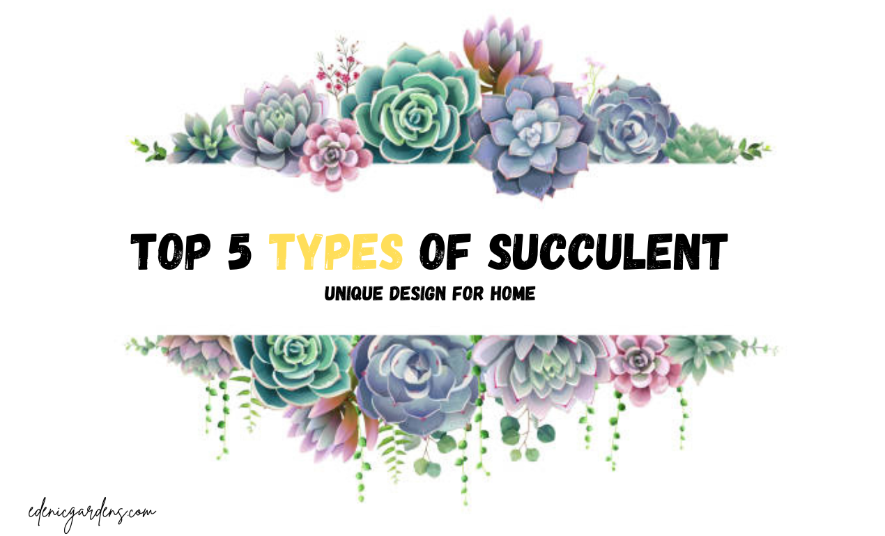 types of succulents