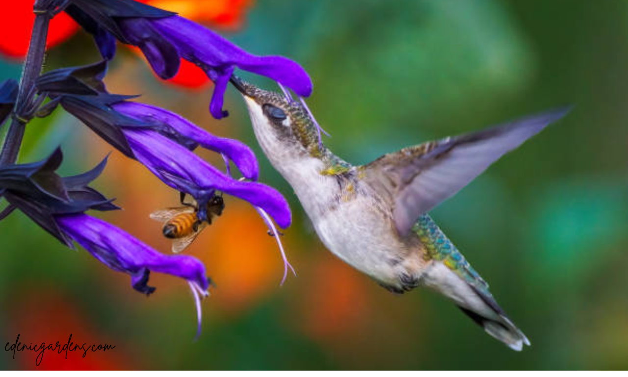 pollinator Gardens