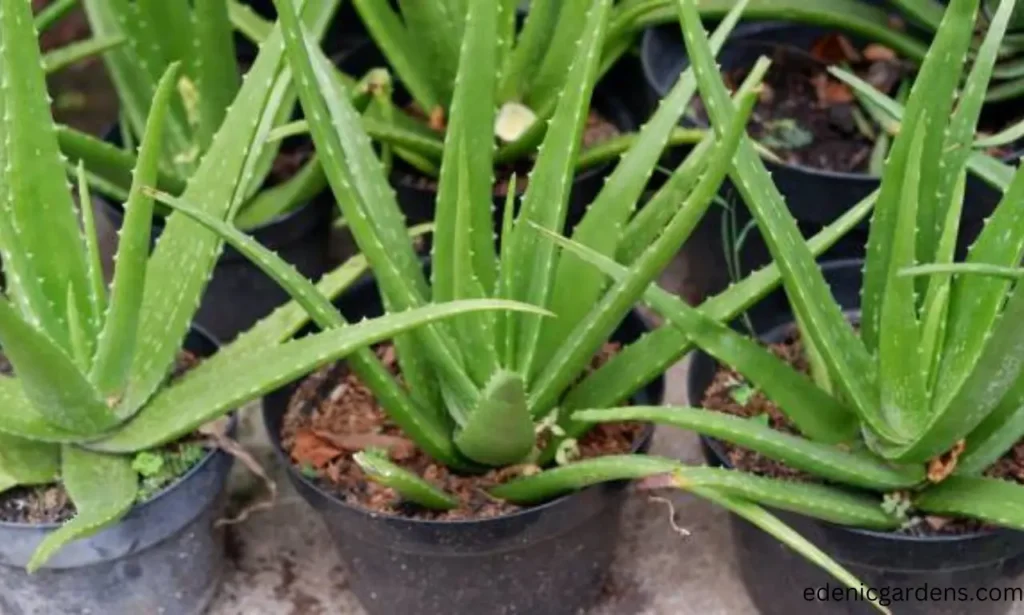 12 aloe vera