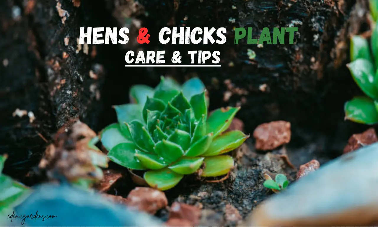 hens and chicks plant