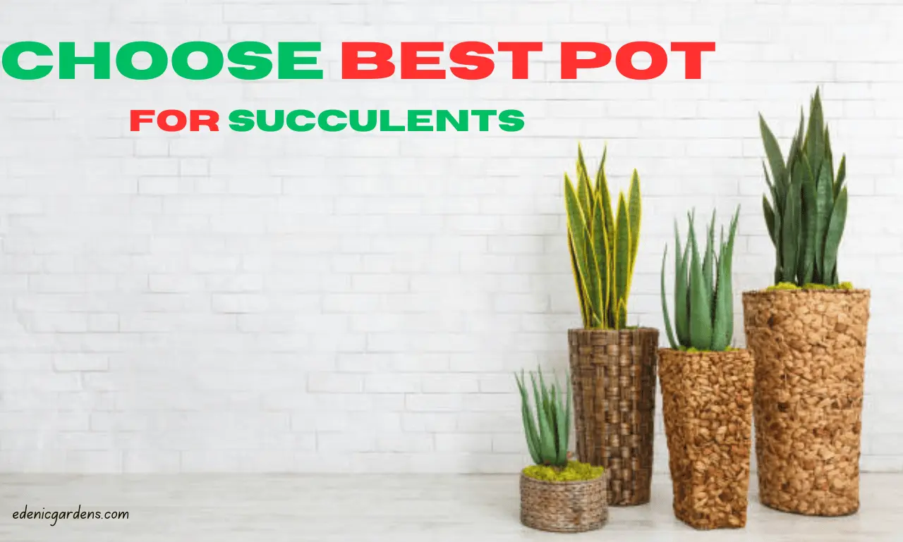 Best pot for succulent