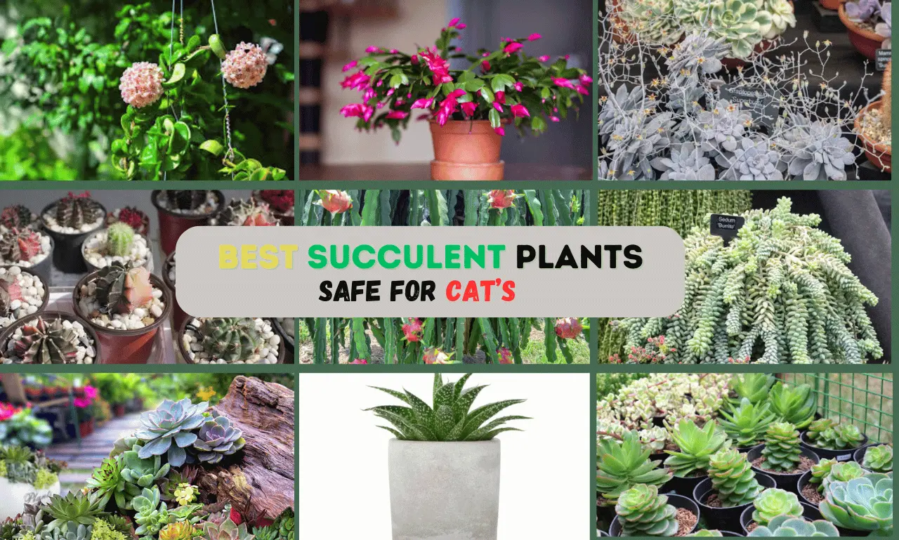 Succulent Plants