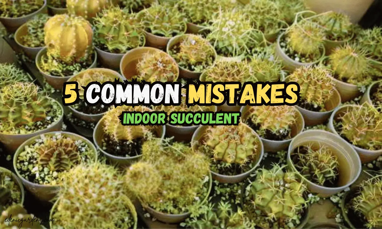 indoor succulents mistakes