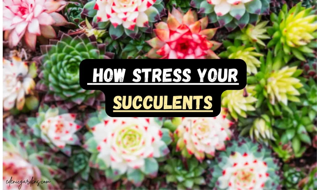 Stress Succulents