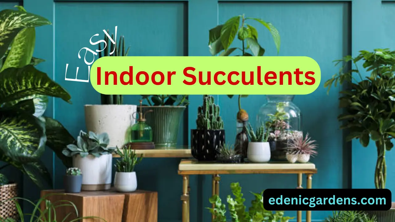 Indoor Succulents